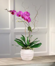 Purple Phalaenopsis Orchid - Art Mocha Decor Container