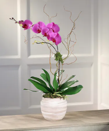 Purple Phalaenopsis Orchid Plant, Carithers Flowers Atlanta