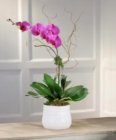Purple Phalaenopsis Orchid Plant, Carithers Flowers Atlanta
