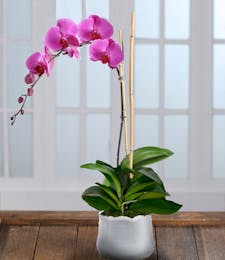 Purple Phalaenopsis Orchid in Decor Container