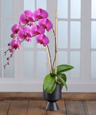 Double Purple Phalaenopsis Orchid in Decor Container