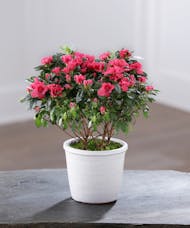 Flowering Azalea - Select Color