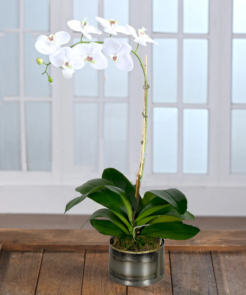 Orchid Delivery Atlanta GA Carithers Flowers Voted Best Florist in