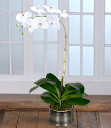 White Phalaenopsis Orchid in Decor Container