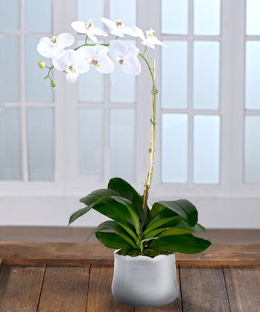 White Phalaenopsis Orchid - Decor Container