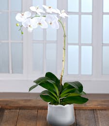 White Orchid in Decor Container - Express Pickup