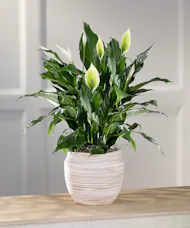 Tabletop Peace Lily - Art Mocha Decor Container