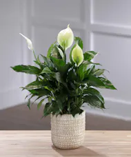 Tabletop Flowering Peace Lily