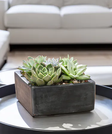 Deluxe Succulent Terrariums 