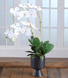 Double White Phalaenopsis Orchid in Decor Container