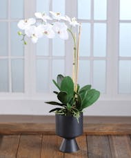 White Phalaenopsis Orchid in Decor Container