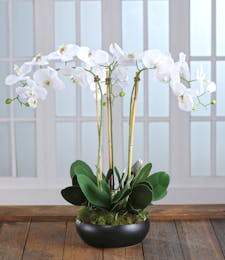 Exotic White Orchid Garden