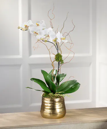 White Phalaenopsis Orchid Plant, Carithers Flowers Atlanta