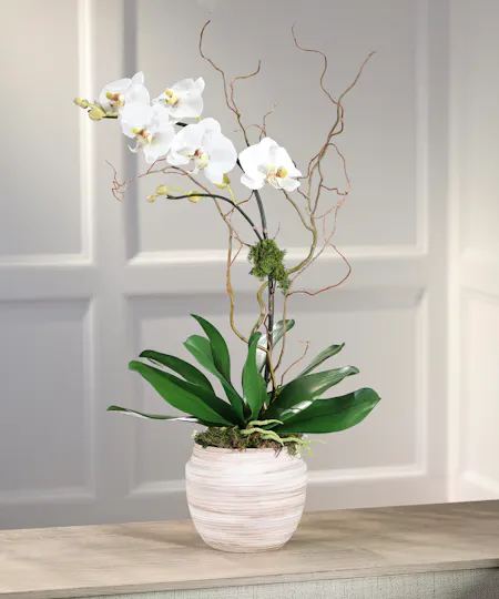 Orchids and Flowering Plants