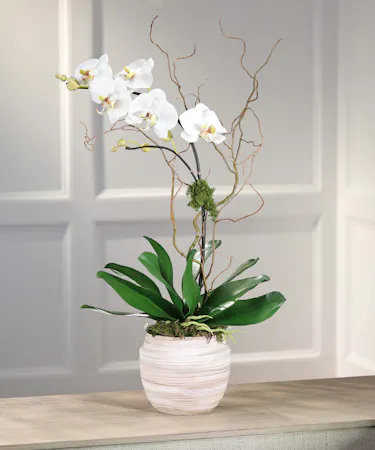 White Phalaenopsis Orchid - Decor Container