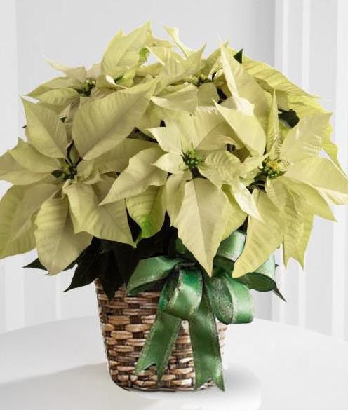 Deliver a Deluxe Christmas White Poinsettia