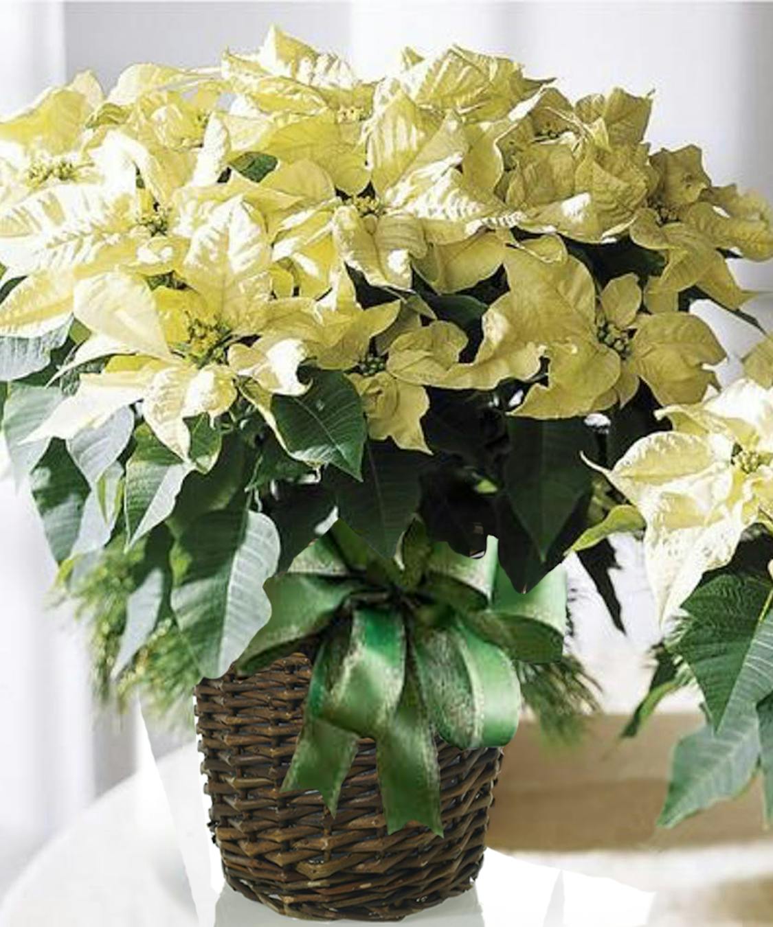 Deliver a Deluxe Christmas White Poinsettia