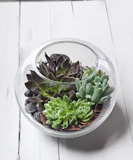 Succulent Garden in Glass