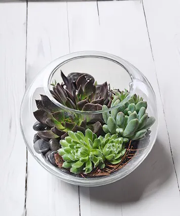 Atlanta Georgia Succulent Delivery by Carithers Flowers - Same-day