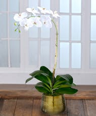 White Orchid - Gold Decor Container