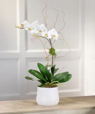 White Phalaenopsis - Aspen White Decor Container