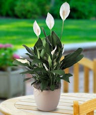 Tabletop Flowering Peace Lily