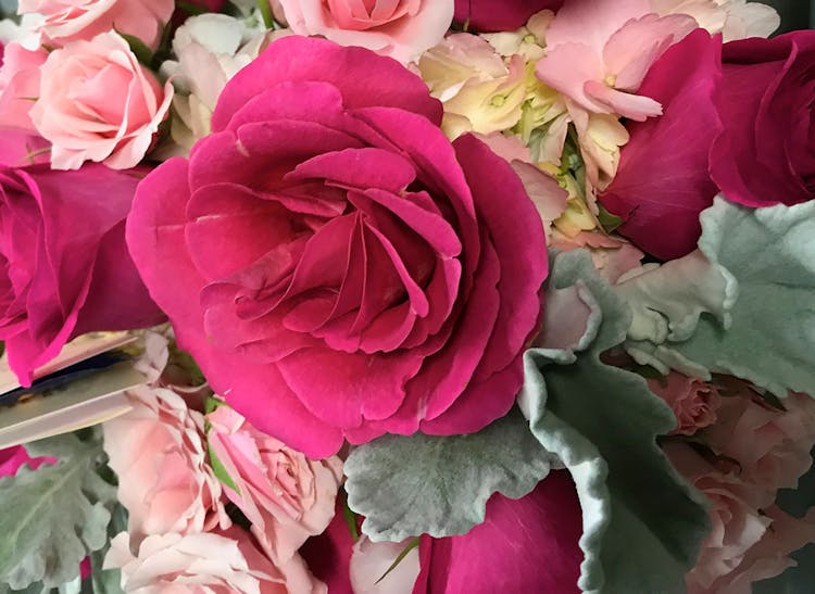 Striking pink roses in a wide range of tints and hues